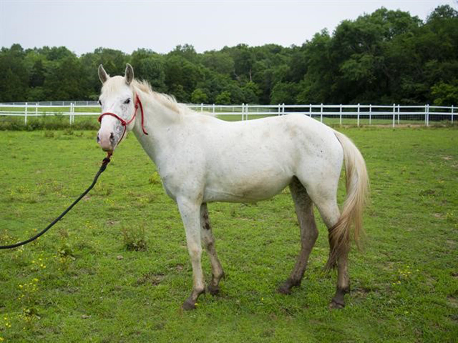 Last week's pet, still available: Duchess
